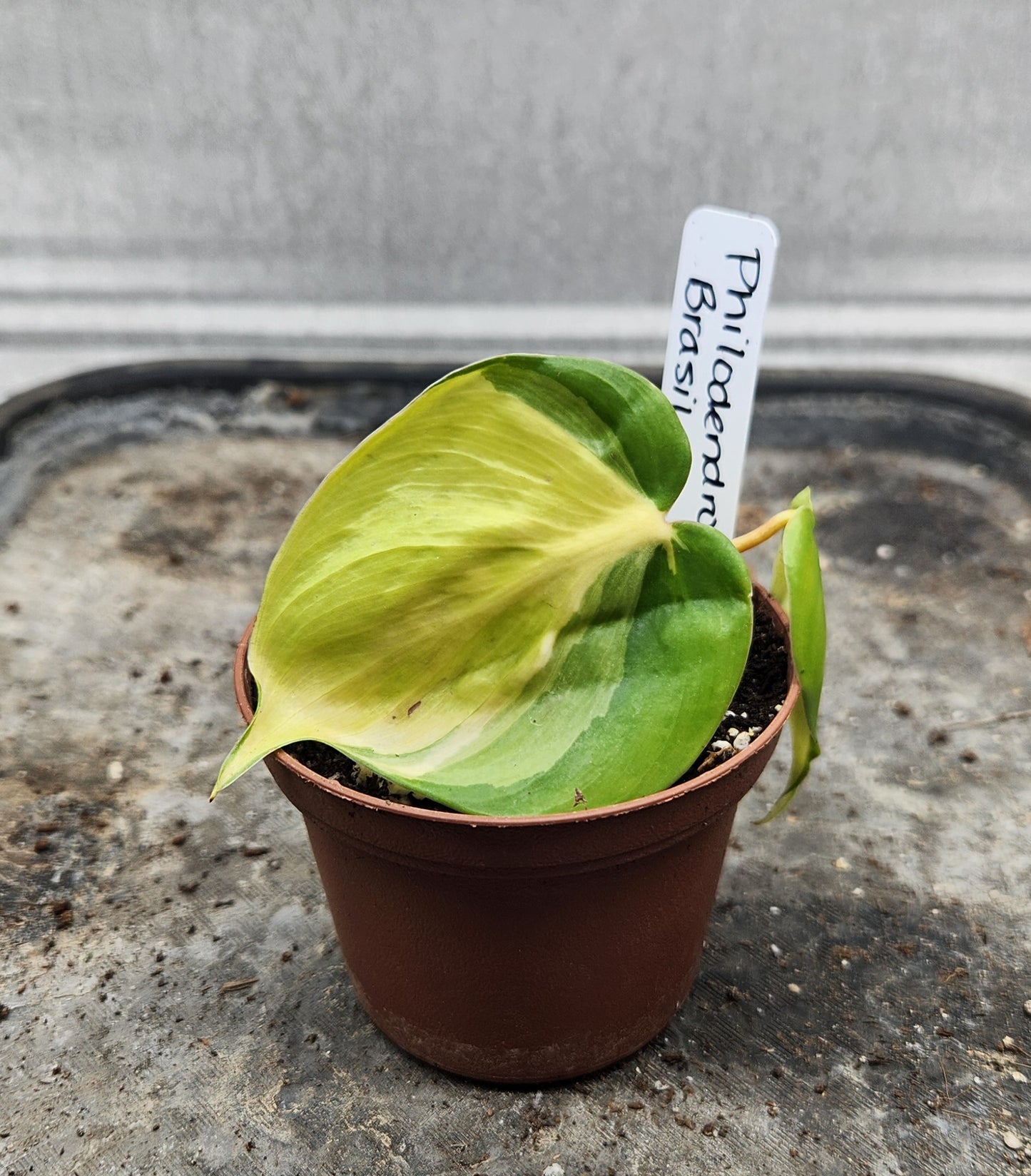 Philodendron 'Brasil' (Philodendron hederaceum 'Brasil')