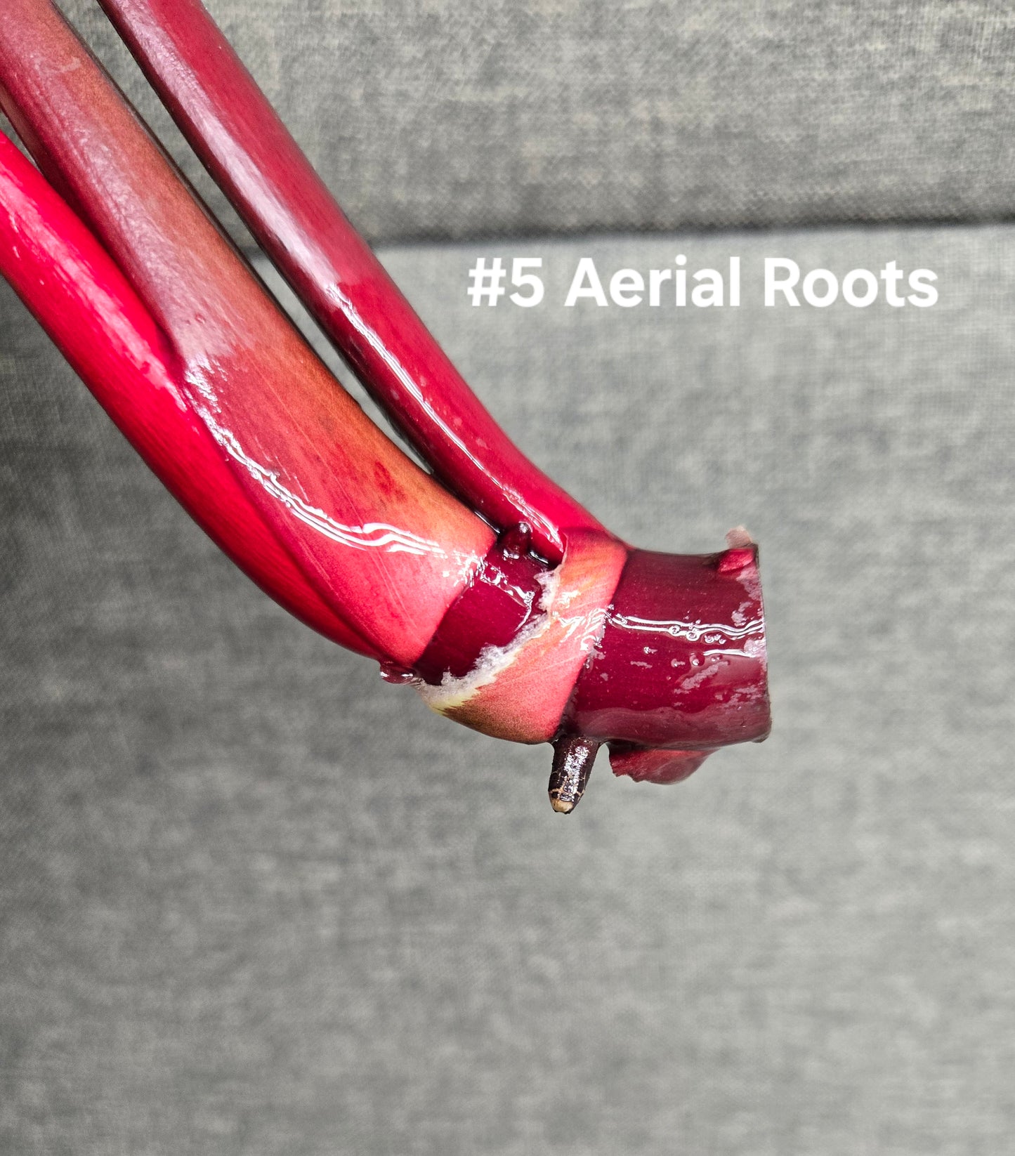 Philodendron 'McColley's Finale'