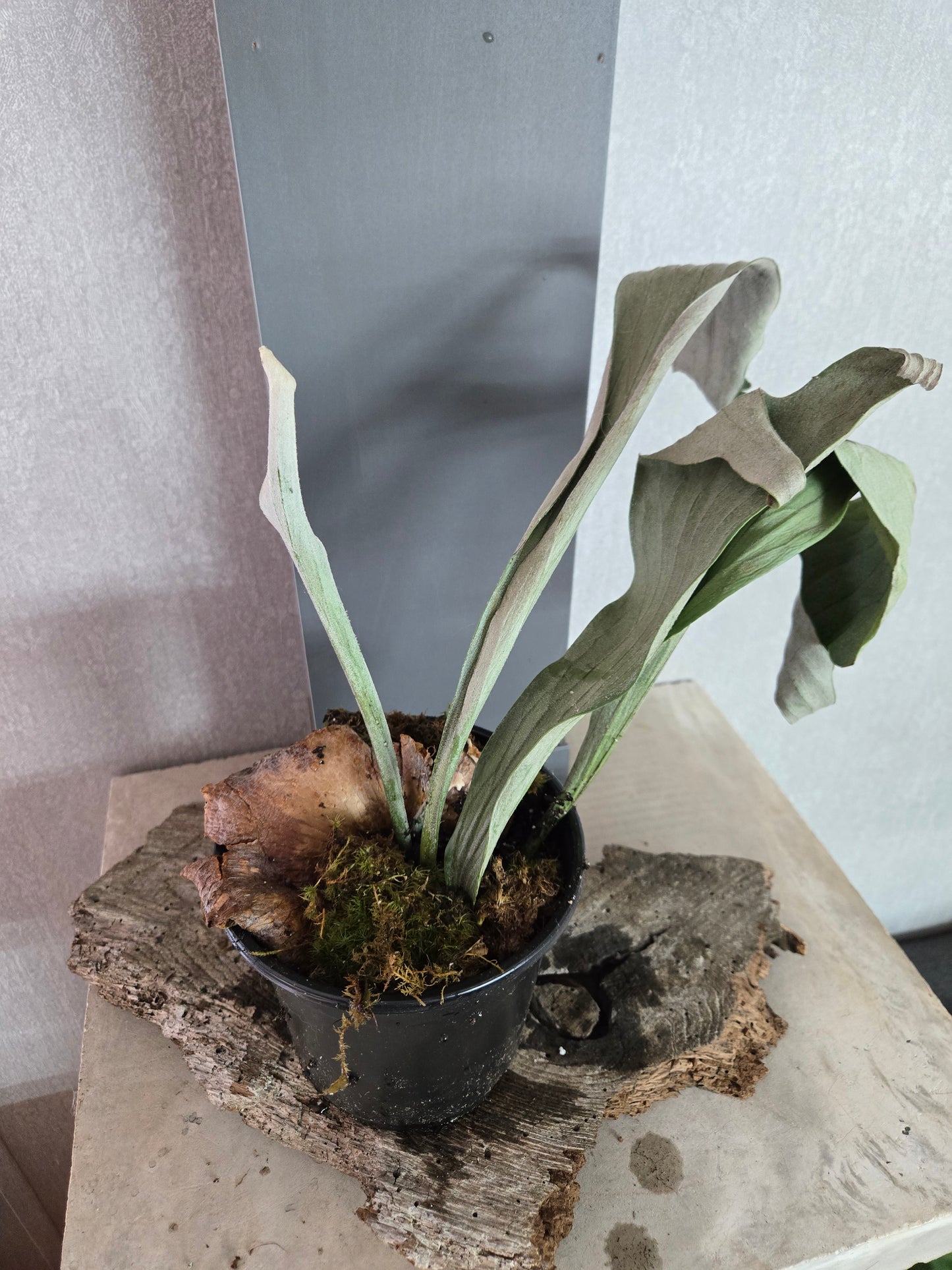 Elkhorn Fern (Platycerium bifurcatum)