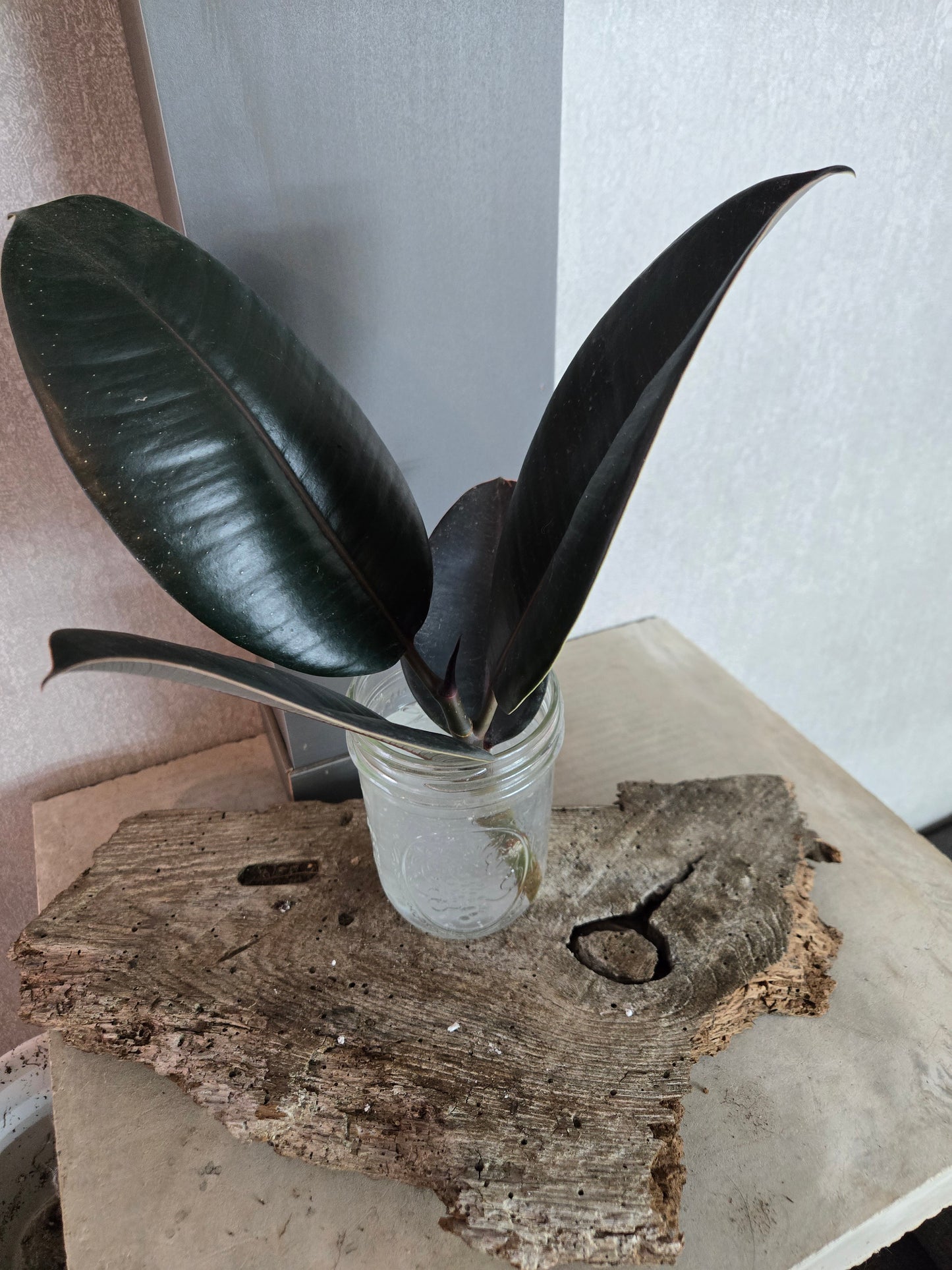 Rubber Tree Plant (Ficus elastica)