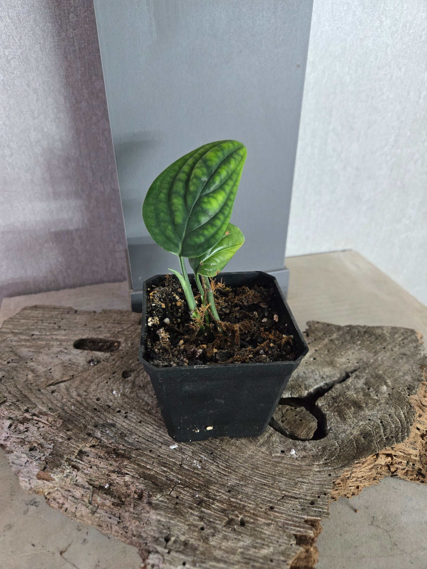 Monstera "Peru" (Monstera karstenianum)