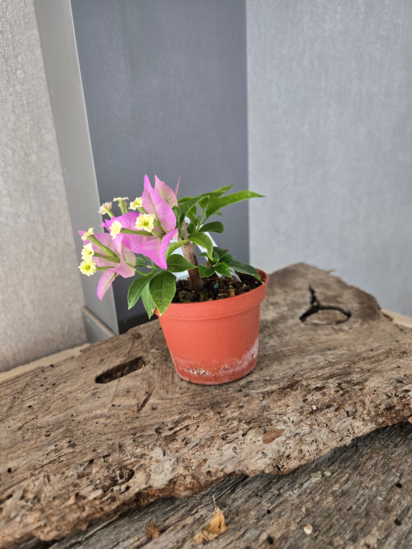 Bougainvillea (Bougainvillea spectabilis)