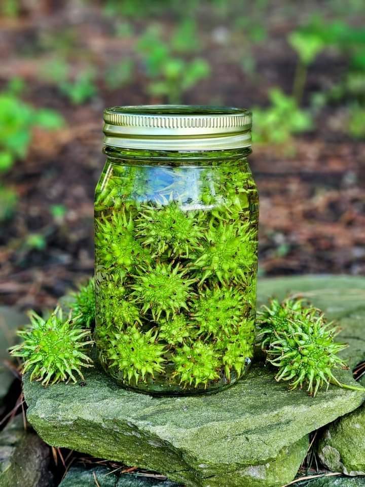 Sweet Gum Tincture