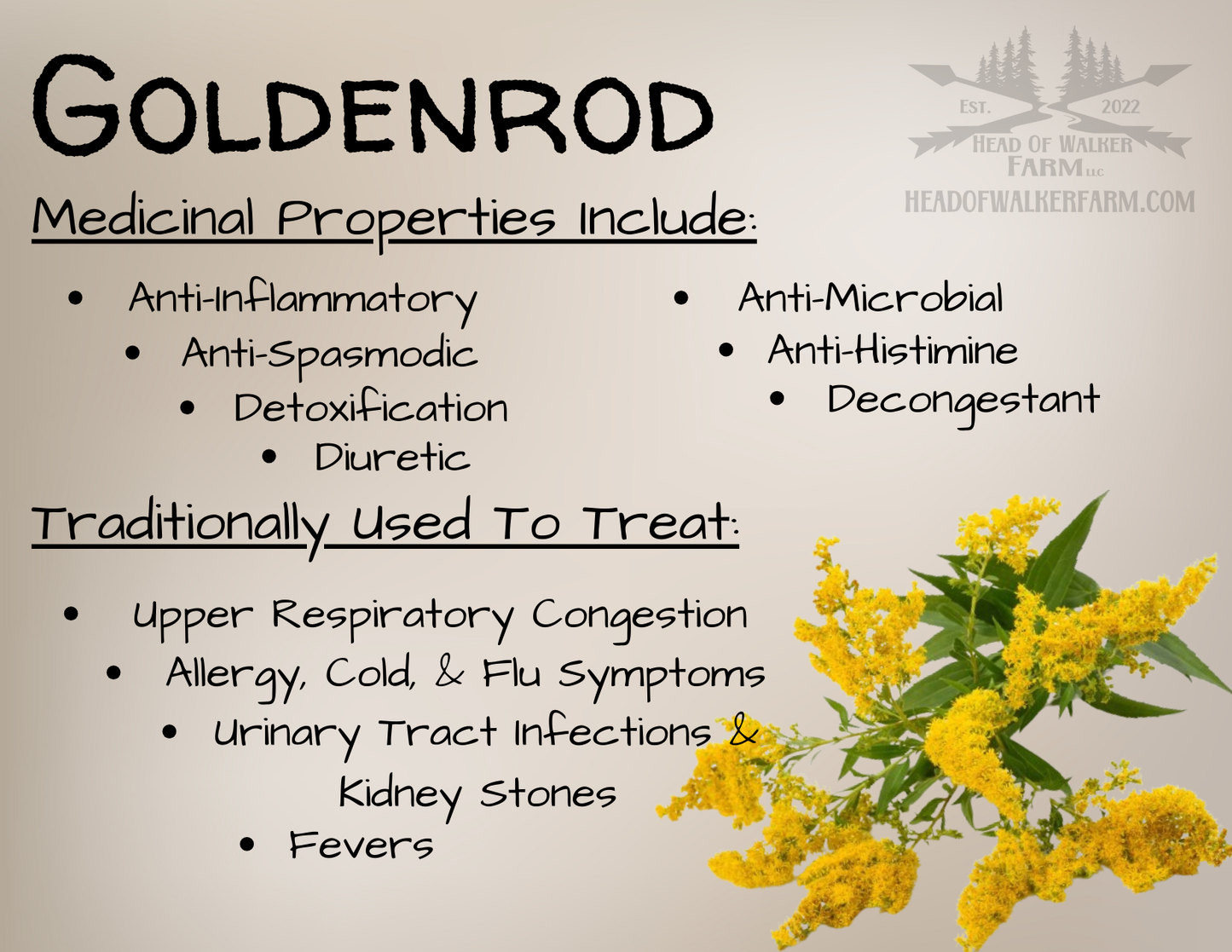 Goldenrod Herb - Head Of Walker Farm LLC