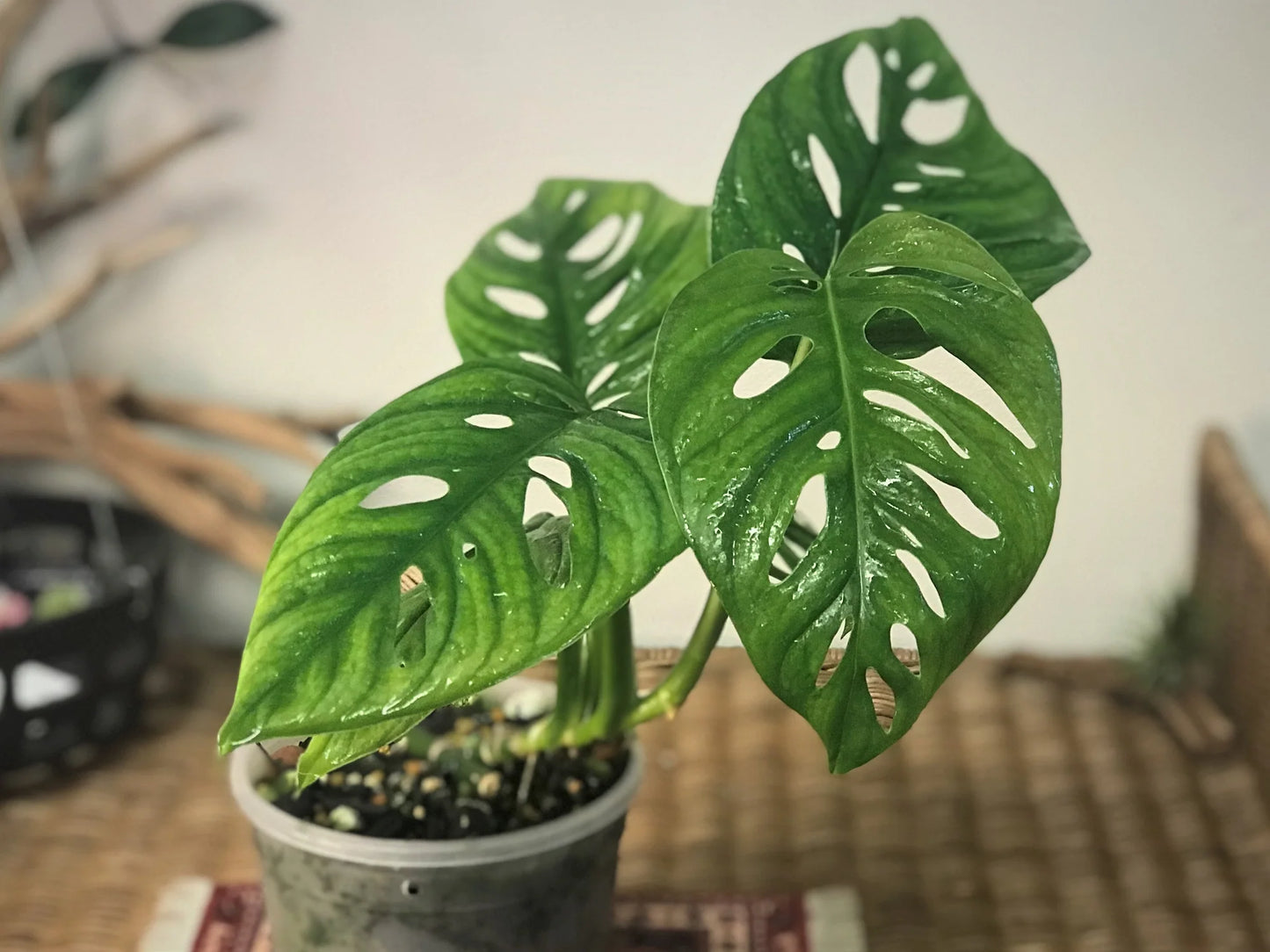Swiss Cheese Plant (Monstera adansonii)