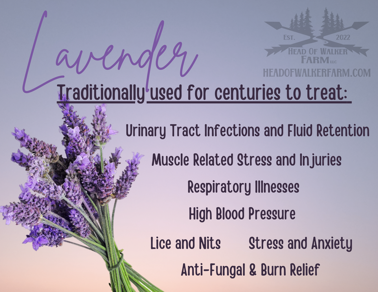 Lavender Herb - Head Of Walker Farm LLC