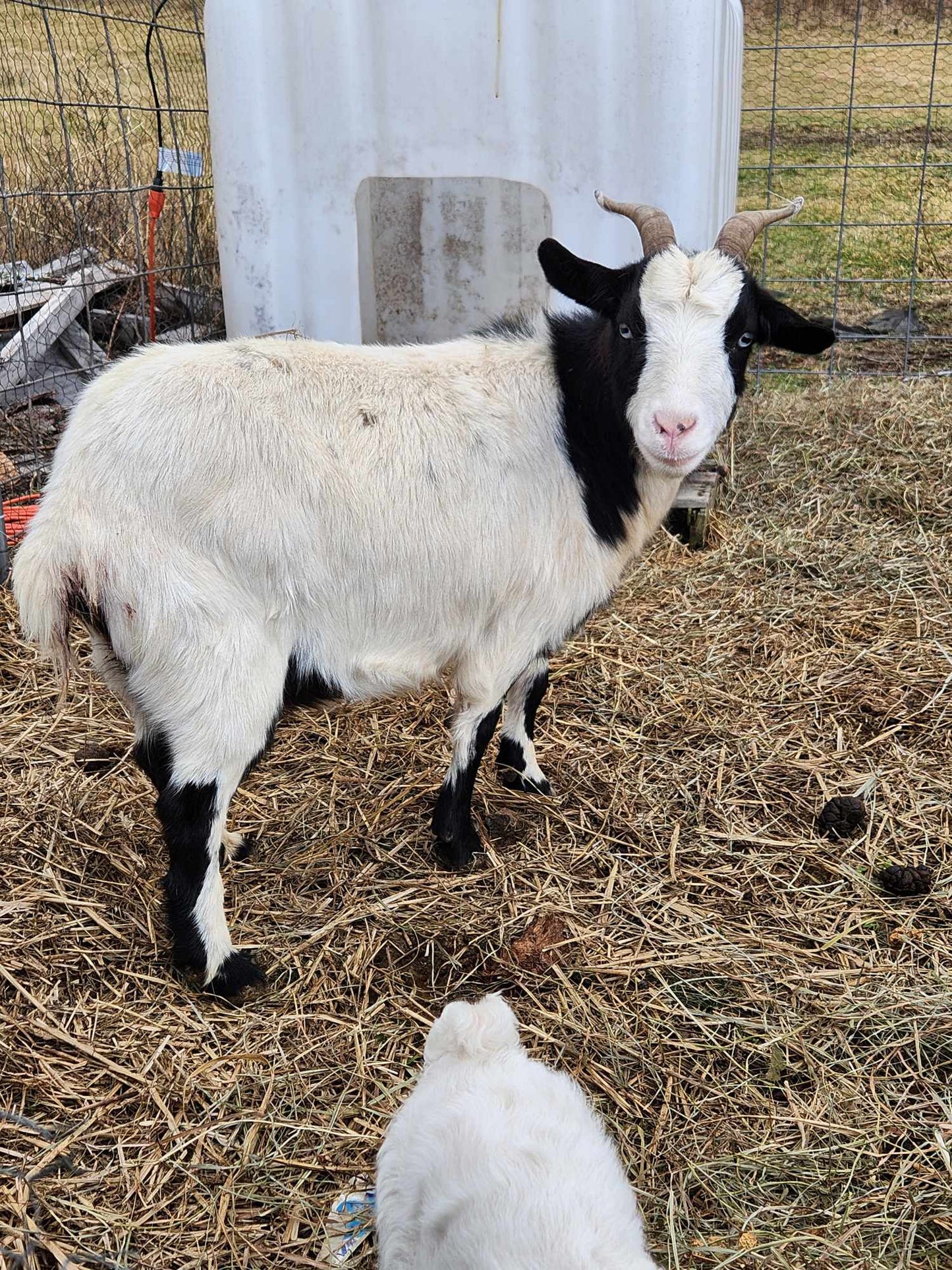 Missy - Head Of Walker Farm LLC