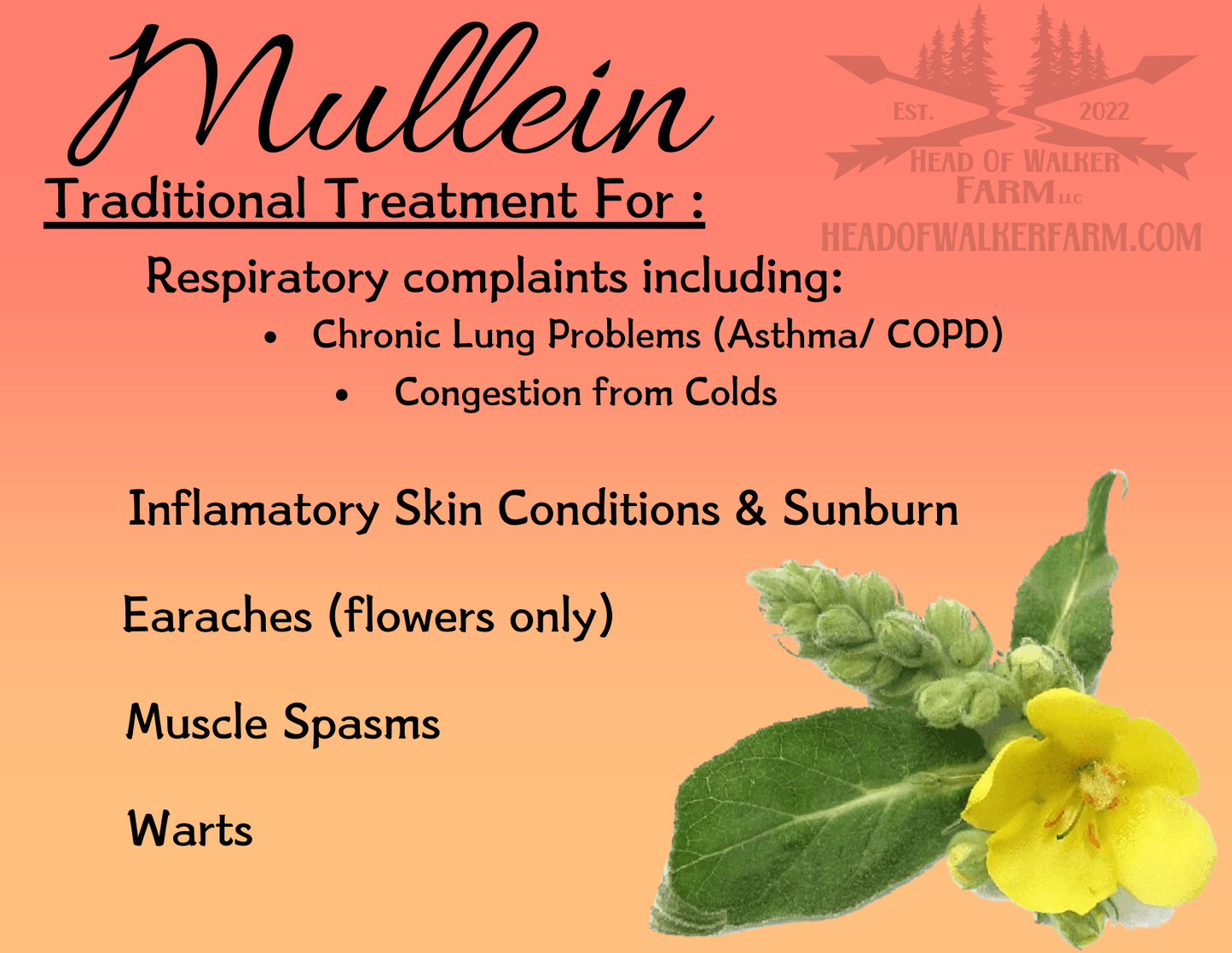 Mullein Herb - Head Of Walker Farm LLC