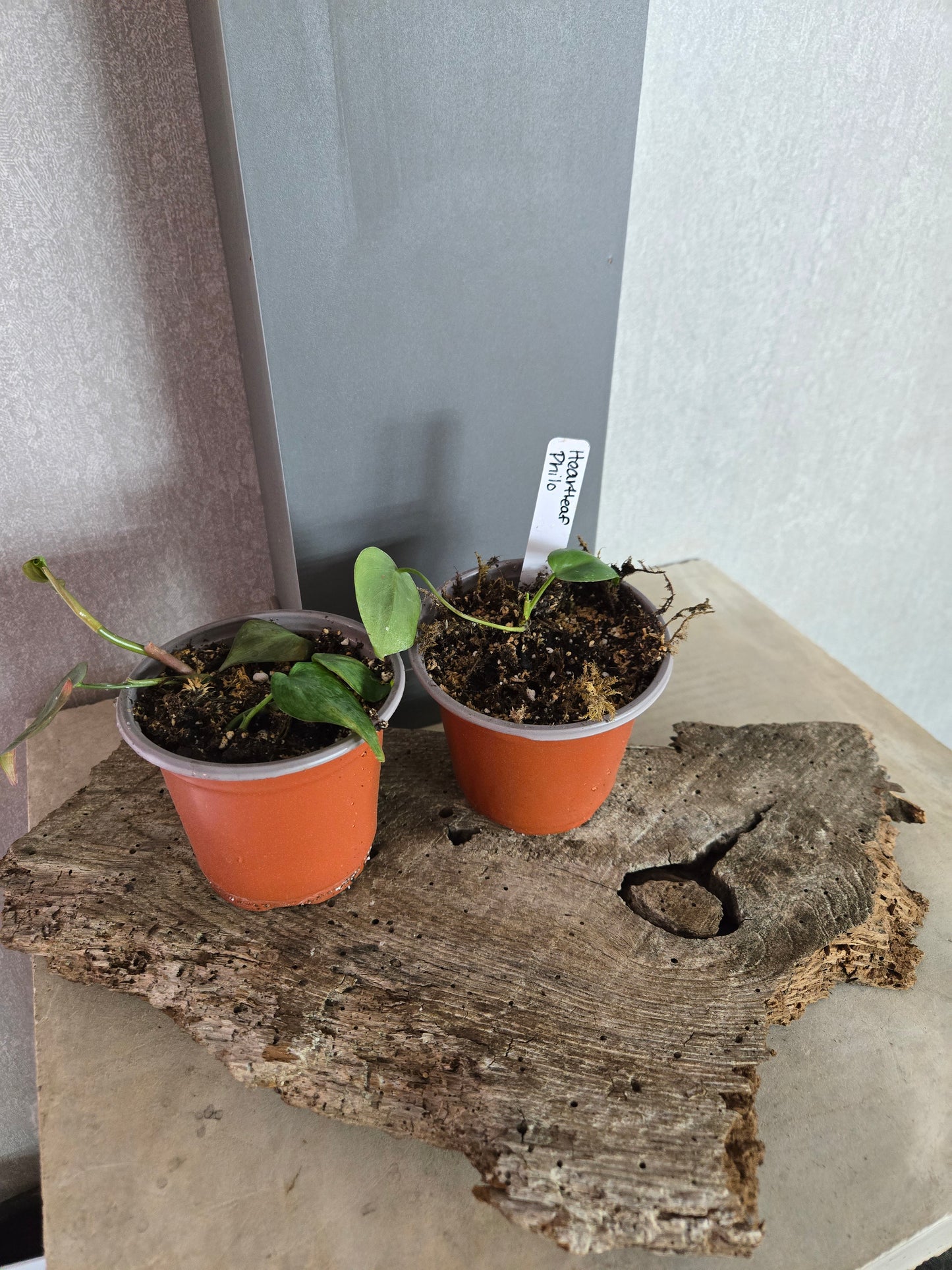 Rehab Plants - Head Of Walker Farm LLC