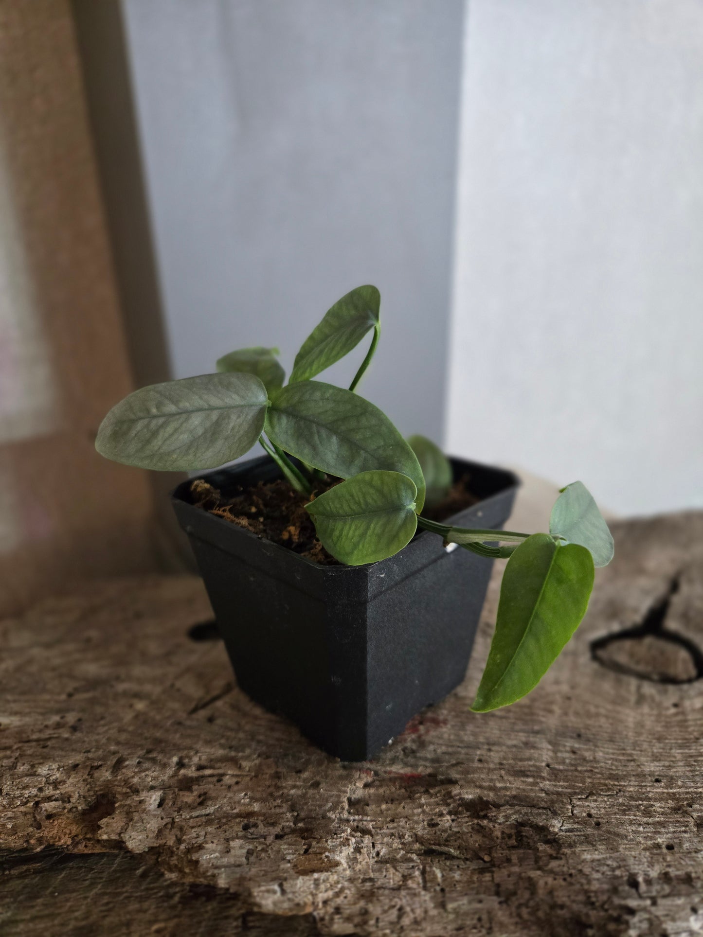 Pothos 'Cebu Blue' (Epipremnum pinnatum 'Cebu Blue')