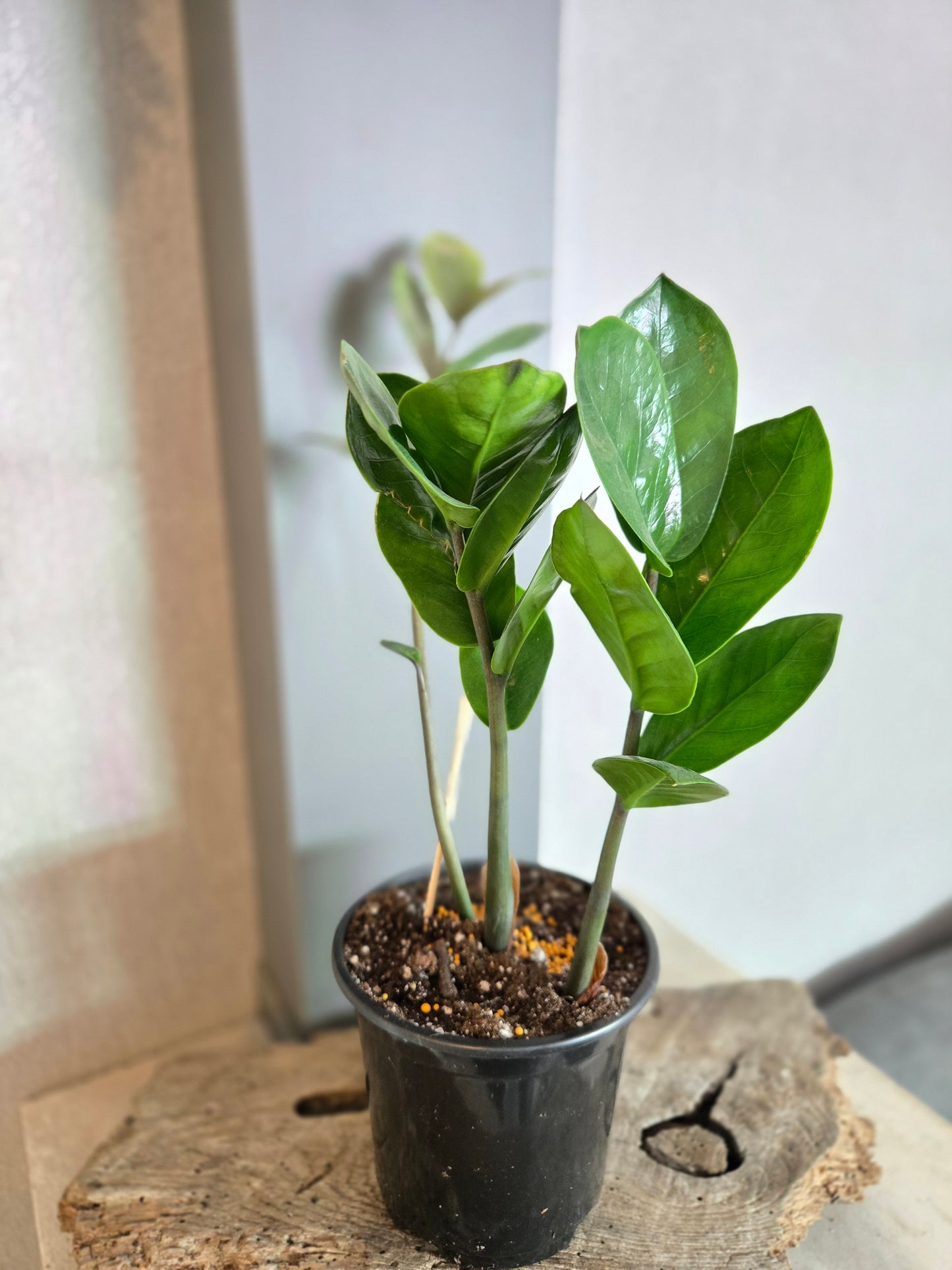 ZZ Plant (Zamioculcas zamiifolia)
