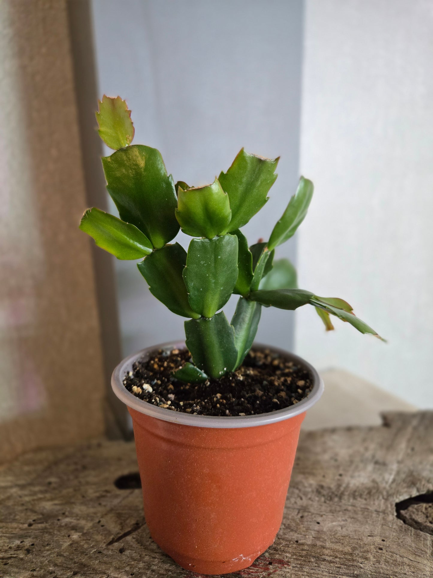 Thanksgiving Cactus (Schlumbergera truncata)