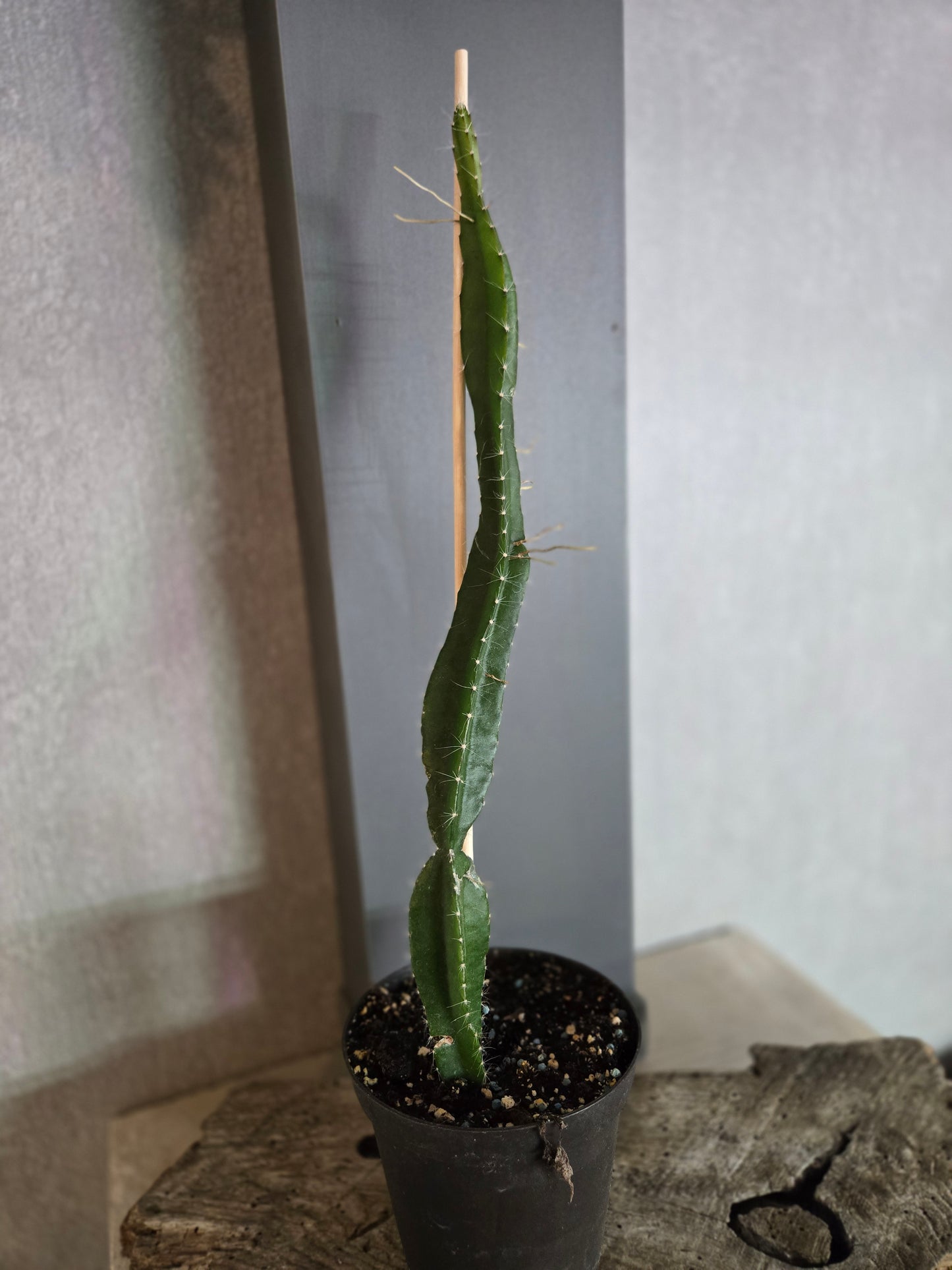 Dragon Fruit (Selenicereus undatus)