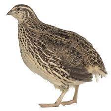 Quail