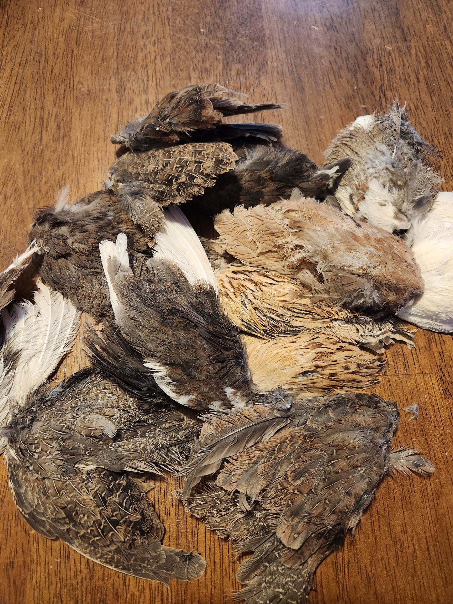 Dehydrated Quail Wings