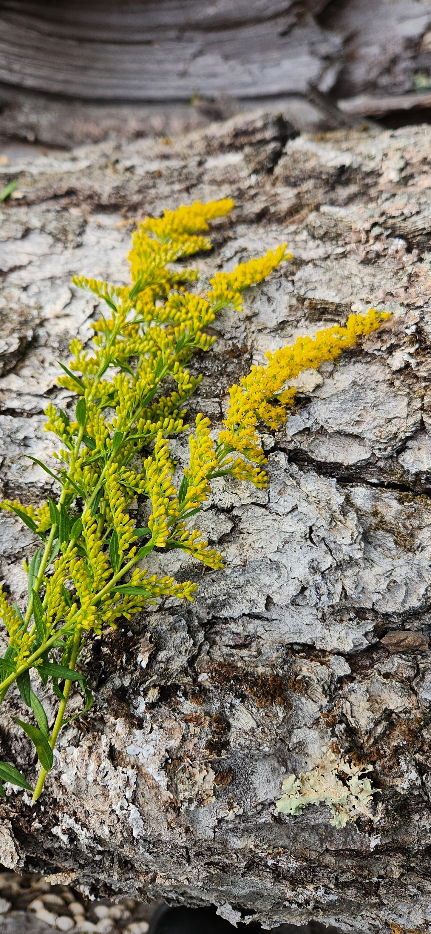 Goldenrod Salve