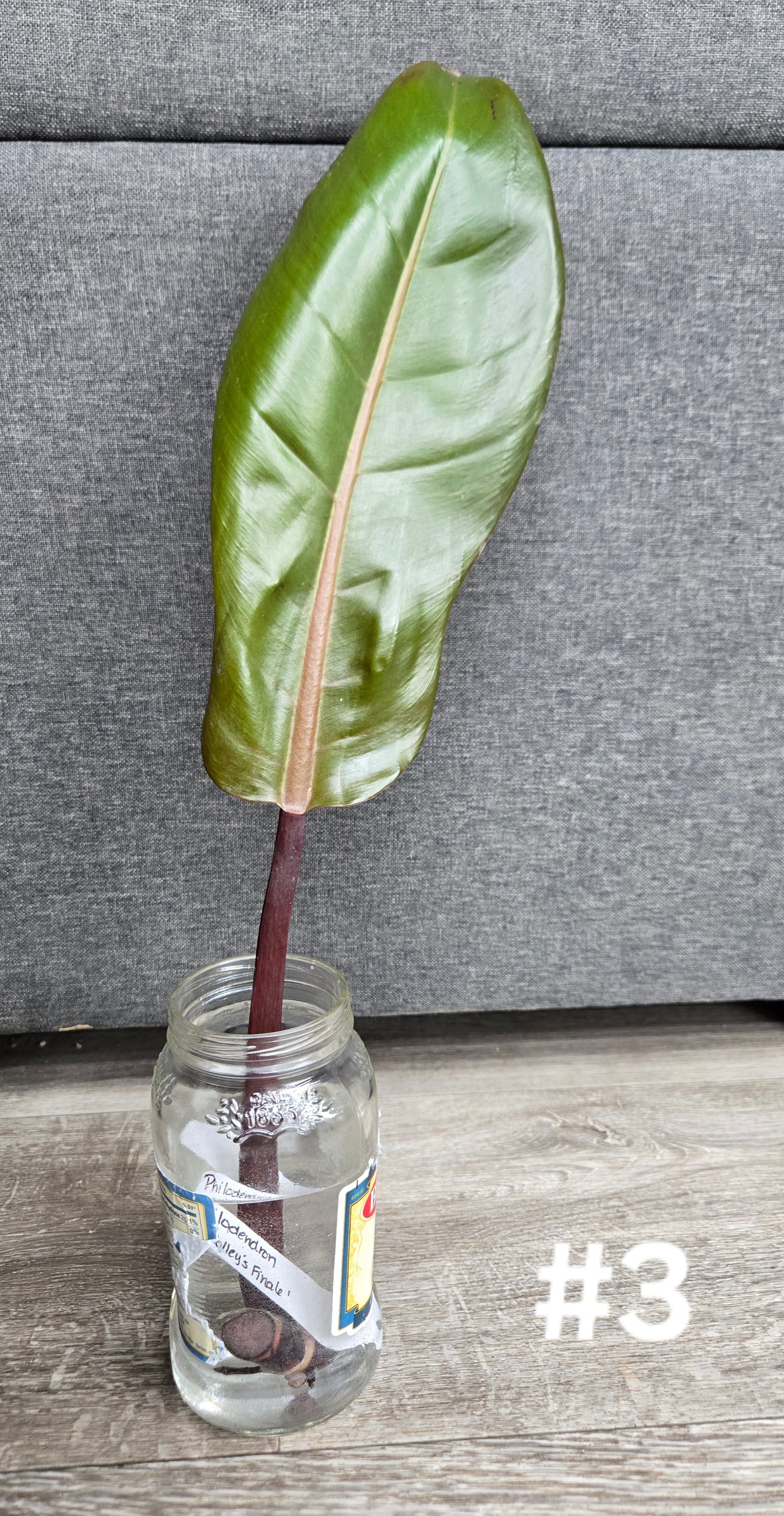 philodendron mccolley's finale propagation Philodendron 'McColley's Finale' – Head Of Walker Farm LLC