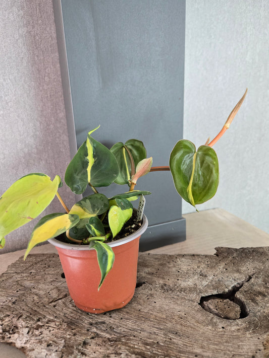 Philodendron 'Brasil' (Philodendron hederaceum 'Brasil')