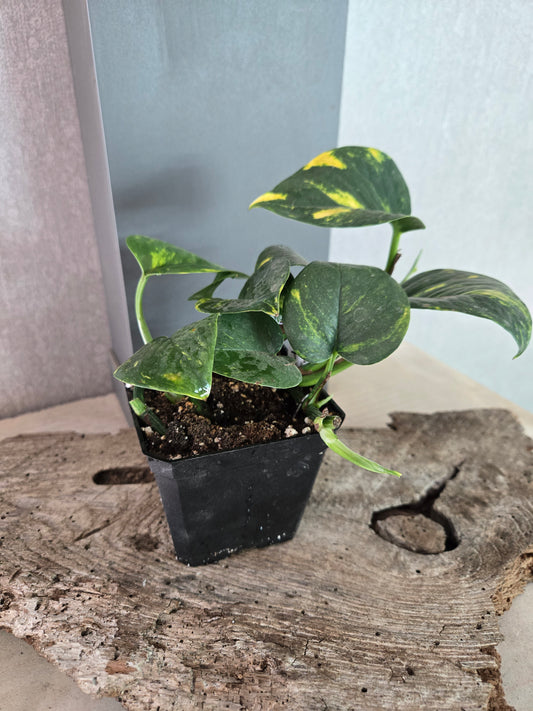 Golden Pothos (Epipremnum aureum)