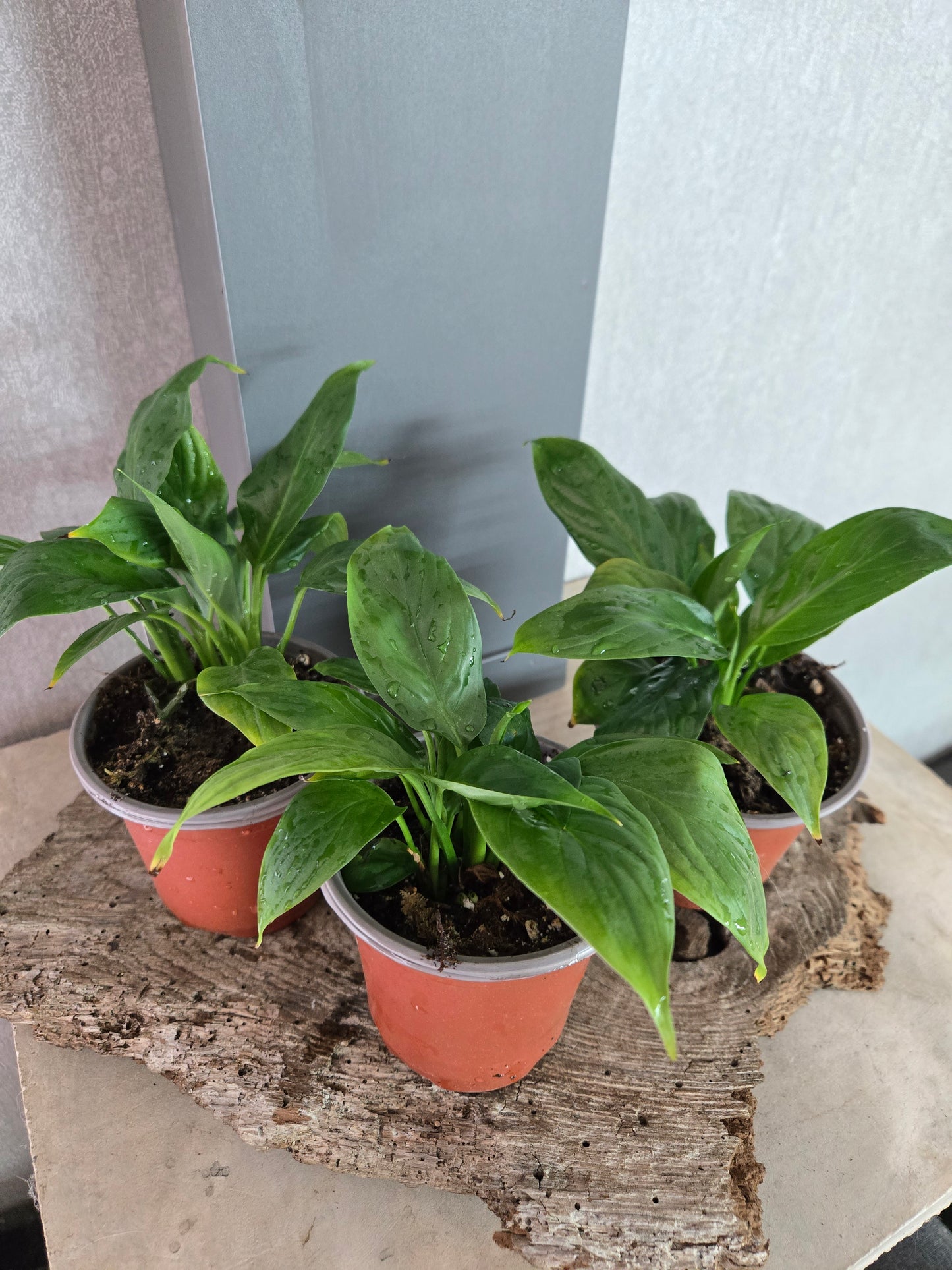 Peace Lily (Spathiphyllum spp.)