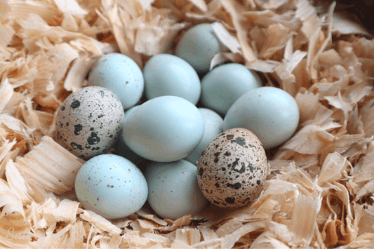 Quail Eggs Celadon Hatching