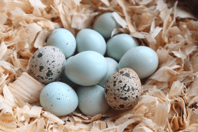 Quail Eggs Celadon Hatching