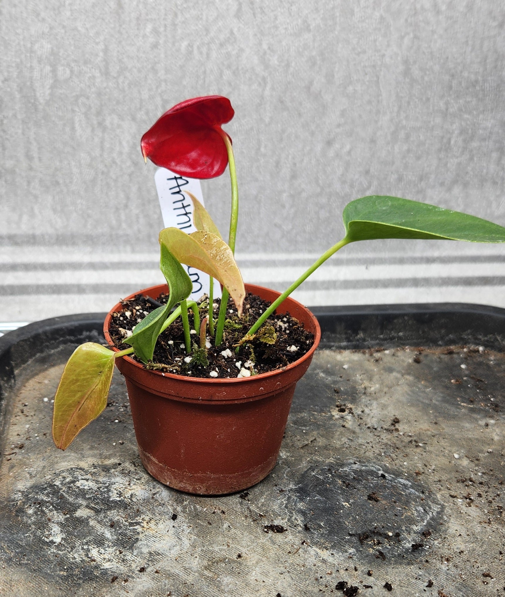 Anthurium andraeanum - Flamingo Plant - Head Of Walker Farm LLC