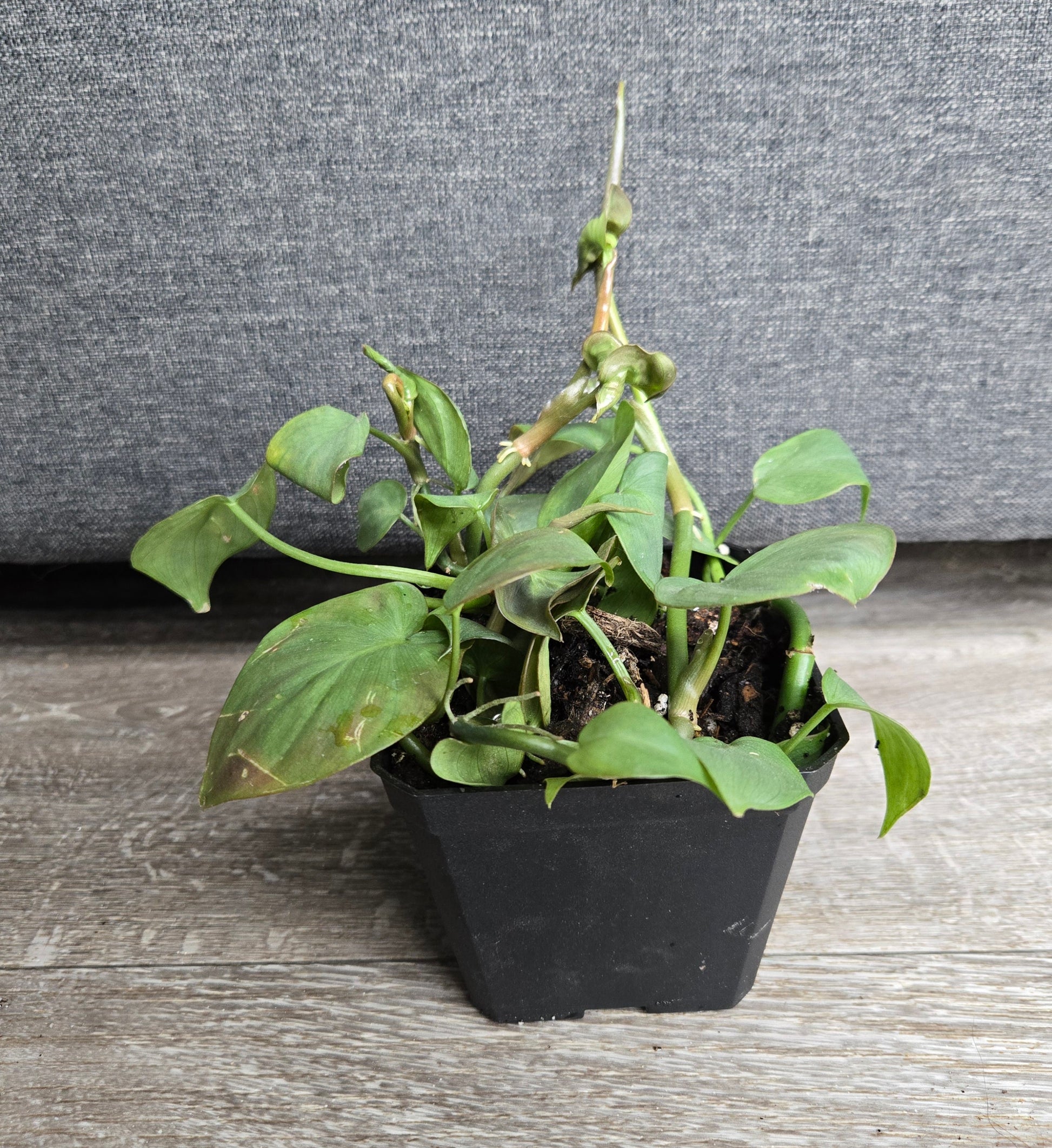 Heart-leaf Philodendron - Head Of Walker Farm LLC