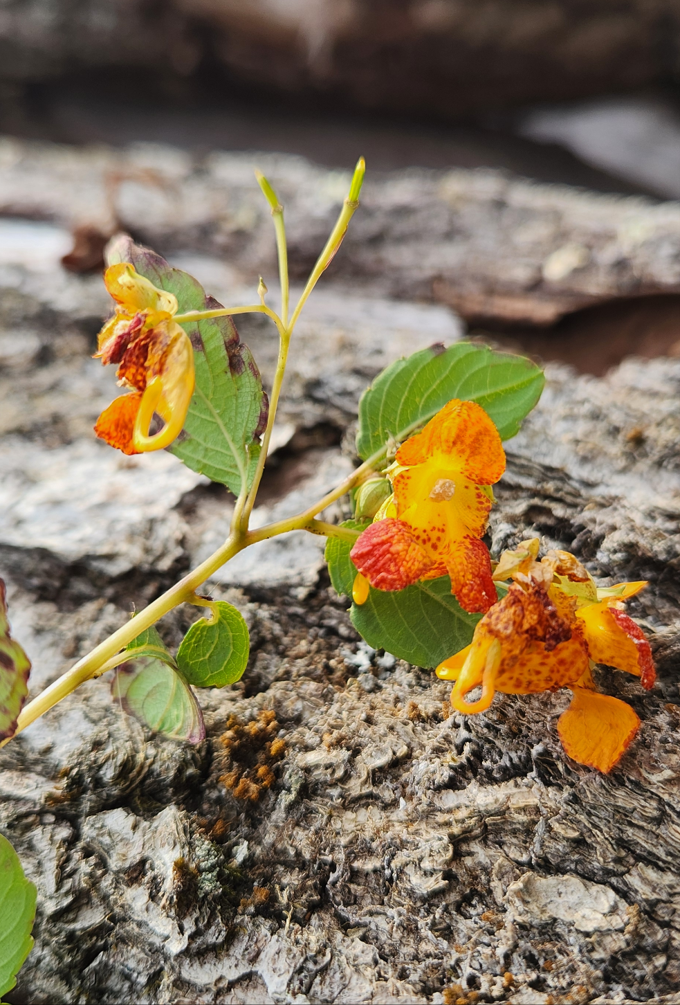 Jewelweed Salve