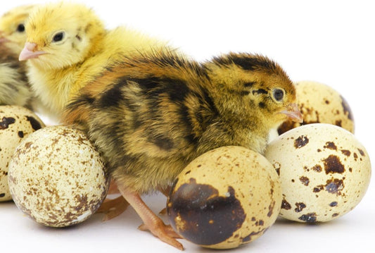 Quail Eggs Hatching