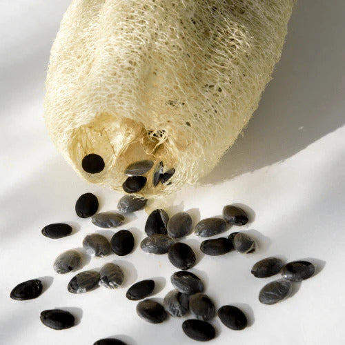 Loofa Seeds